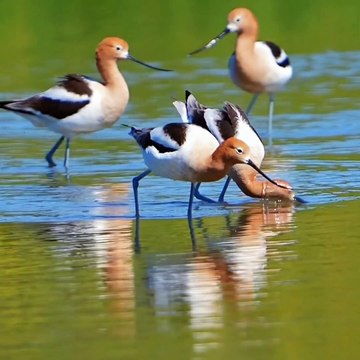 The birds enjoying weather#trending#trendingvideo#amazing#birdsflying#shorts#dailymotionvideo#viralvideo#lovelybirds#sweetbirds#enjoywether#bestseenofbirds#slowmotion