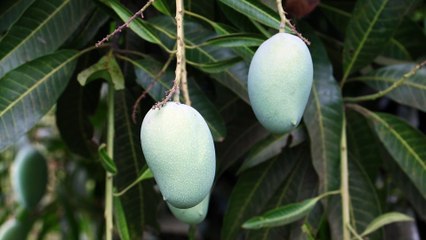 Mego keshr Keri gujratni