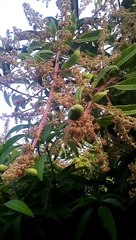 तलाला गीर नि केशर केरी ना फलावृरिग mego Keri