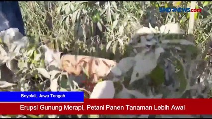 Erupsi Gunung Merapi, Petani Panen Tanaman Lebih Awal