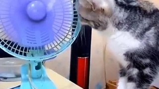 New Funny Videos 2022 -- Cutest Cats and Dogs ----Funny Cats And Dogs Try Not To Laugh Impossibl