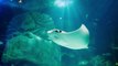 Full Tour of the Sea Life Aquarium in Orlando, Florida / Travel VLOG Virtual Tour & Review