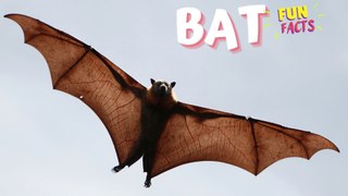 BAT -  Fun Facts you didn't know about Bats!