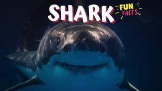 SHARK - Interesting Fun Facts - Must Watch!