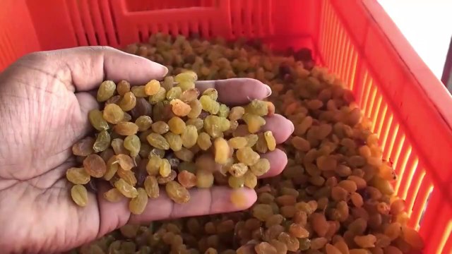 kishmish kaise banti hai | How Raisins are Made | Raisin Making Process