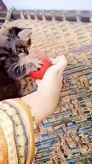 My cute baby cat playing a ball with me