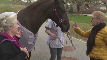 Zoothérapie : les animaux, nouveaux compagnons de santé