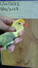 Parblue Pied  #uakaviary #lovebirds #pieds #parblue #shorts