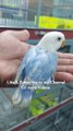 Sable blue pastel love bird Chick ❤️ #shorts #birdsaviary #lovebirds #chicks #pastel