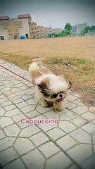 Shihtzu toy breed dog #dogs,#shihtzu,