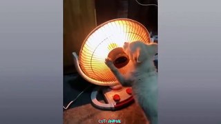 Funny Dog And Cat ------ Funniest Animals _Funniest Animals Video - Best Cats and Dogs - Funny Cats and Crazy Dogs Videos 2023! shorts