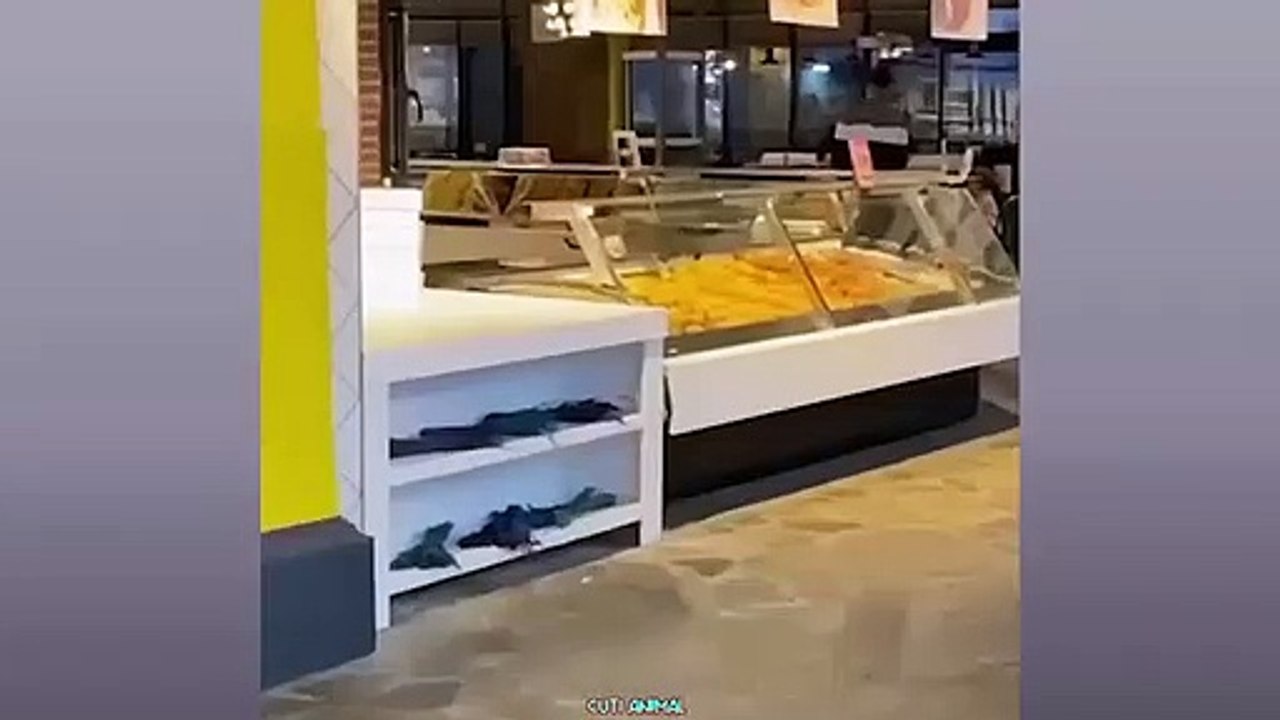 Funny Dog And Cat ------ Funniest Animals _Funniest Animals Video - Best Cats and Dogs - Funny Cats and Crazy Dogs Videos 2023! shorts