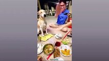 Funny Dog And Cat ------ Funniest Animals _Funniest Animals Video - Best Cats and Dogs - Funny Cats and Crazy Dogs Videos 2023! shorts