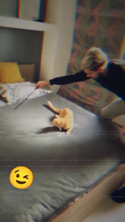 Funny & cute cats