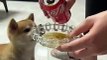 Dog Drink Coke | Coca-Cola | Funny Animals | Dog Funny Moments | Cute Pets #animals #pets #dog #dogs