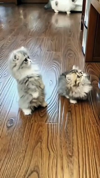 Cat Funny Compilation | Cat Funny Moments | Cute Pets | Funny Animals #animals #pets #cats #mycat