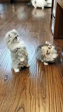 Cat Funny Compilation | Cat Funny Moments | Cute Pets | Funny Animals #animals #pets #cats #mycat