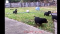 Funny Dogs   Funny Animal   Best Funny Videos Puppy 2015