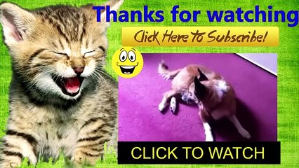 Best Funny Videos - Funny Cats and Dogs vs Lemons - Funny Animal Compilation (2)