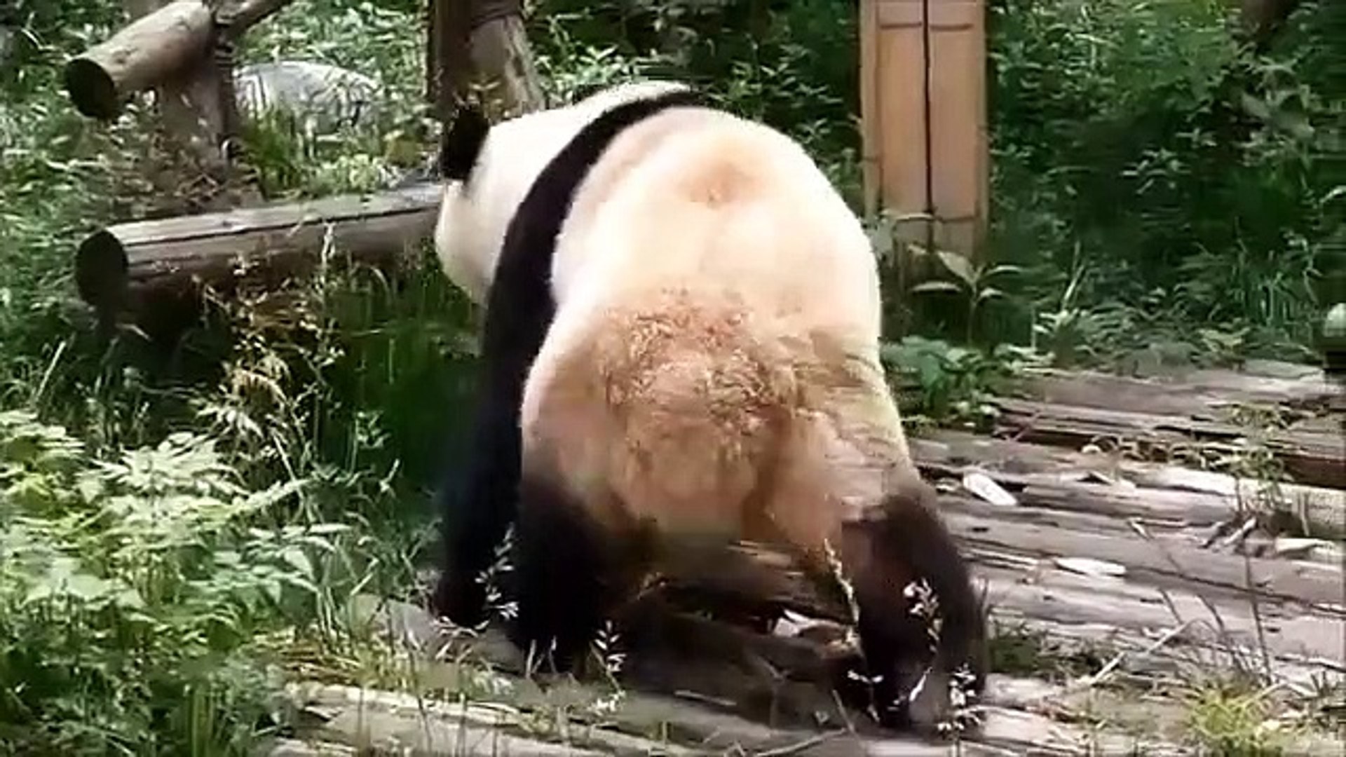 Funny Animals - Funny Animal Videos - Cute Animals - Funny Dogs