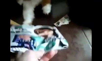 Funniest Animal Compilation 2015 - Justin Bieber hated by Cats and Dogs