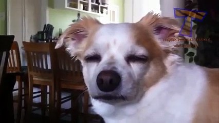 Cats and dogs falling asleep while standing up   Funny animal compilation