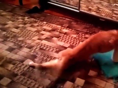 Смешные Коты и Кошки. Где моя сосиска.