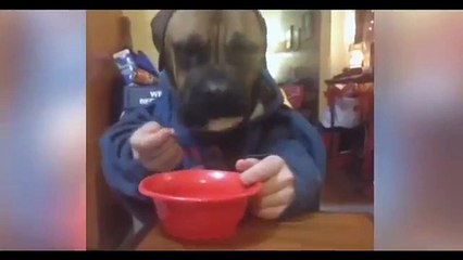 FunnyCompilation Animals Compilation   Best Animal Vines   Funny Cat Videos