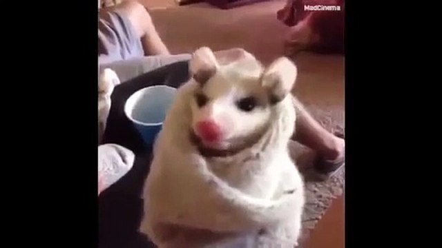 Best Pet Vines of 2014 Amazing Compilation of Dogs, Cats, and Animal Vines!