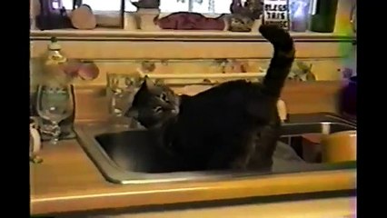 Funny Animal Videos - Over 3 Minutes Of Hilarious And Cute Animal Moments