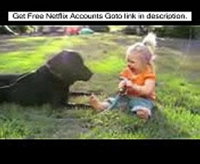 Labradors Are Awesome Part Compilation - Funny Animal   funny dog videos   funny dog vines, dog 23