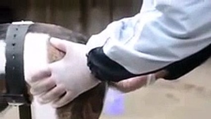 Cute animals kissing babies Funny animal & baby compilation new