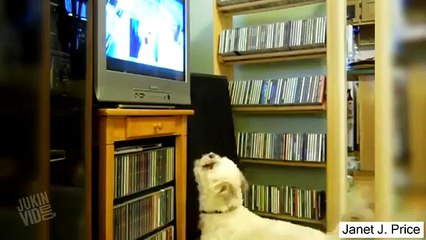 Cutest Animal Compilation 2015 • Best cute animals • funny animal compilation (2)