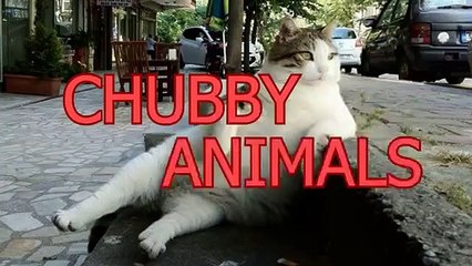 Cute and chubby animals   Funny animal compilation