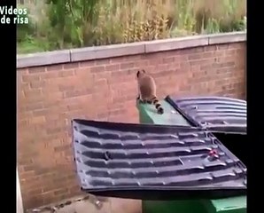 Funny Animal Fails Compilation 2015 Try To Not Laugh   Funny Animal Videos