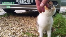 Cute Cat Asks To be Petted   Cute and Funny Animal Pets
