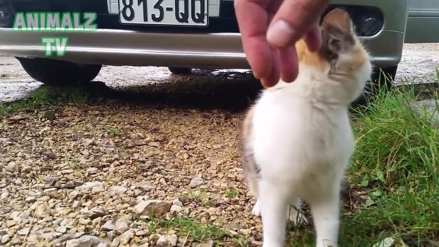 Cute Cat Asks To be Petted Cute and Funny Animal Pets
