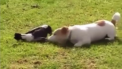 Animal Attack Funny , Dog vs Magpie Bird