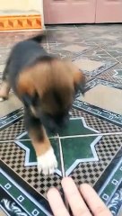 My Pet dog baby. Video animal compilation