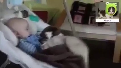 Funny animals stealing stuff   Cute animal compilation