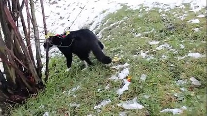 FUNNY KITTEN in the SNOW for the FIRST time in WINTER - Rudolph Cat with a Red Nose - FelixB (2)