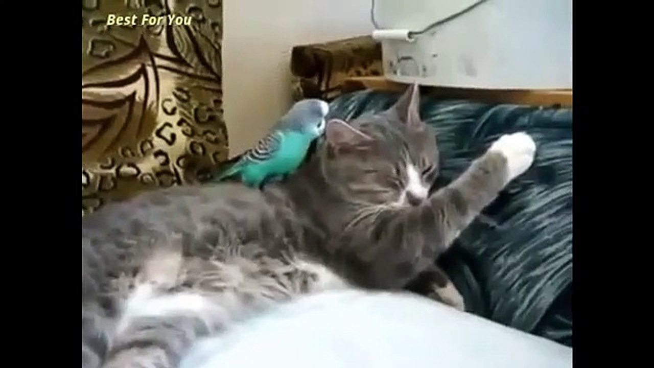 Funny Videos Funny Animal Funny Parrots Annoying Cats