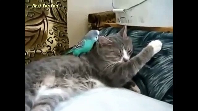 Funny Videos Funny Animal Funny Parrots Annoying Cats