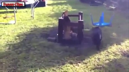 Funny Animal   Ultimate Cute Micro Pig Compilation