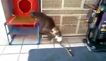 Monkeys annoying cats and dogs Funny animal compilation
