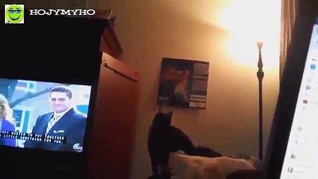 Fail compilation, funny videos,funny fail, funny pranks, pranks, funny cat, funny animal