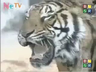 Epic Showdown: Lion vs Tiger 🦁🐅 - Who Wins the Ultimate Animal Fight?