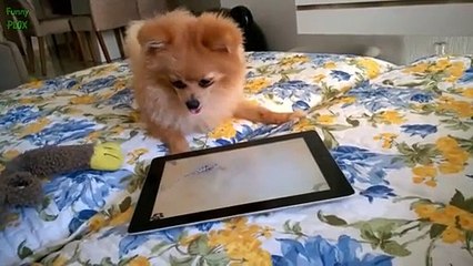 Funny Dogs Acting Like Humans Compilation 2016 (6)