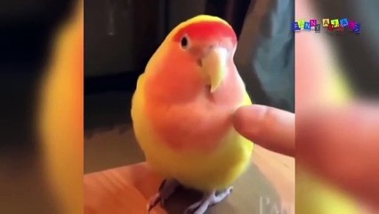 Разные приколы с разными животными #3