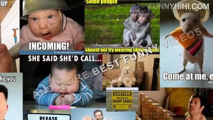 Funny Cats   Funny Cat Videos   Funny Animal Videos   Funny Dog   Funny Dogs and Cats